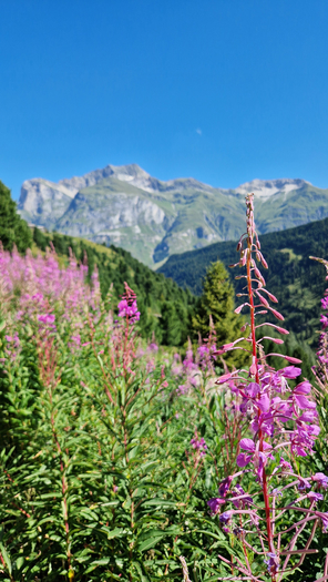 Alpenflora