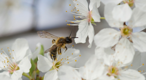 Wildbiene auf Apfelbaumblten