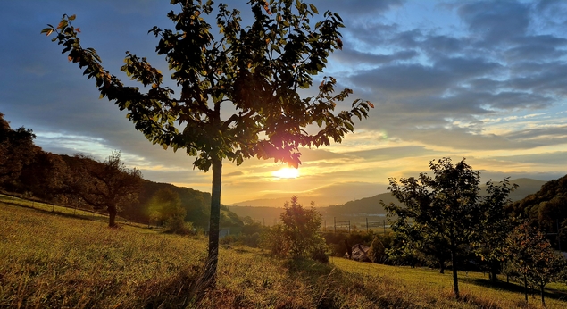 Sonnenaufgang mit Baum im Vordergrund